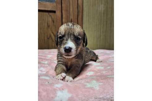 成約済の神奈川県のミックス犬-318215の5枚目
