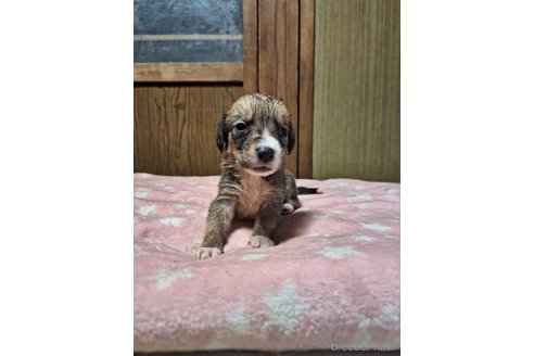 成約済の神奈川県のミックス犬-318215の4枚目