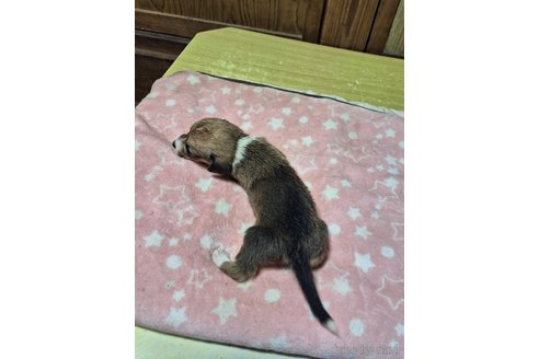 成約済の神奈川県のミックス犬-318215の2枚目