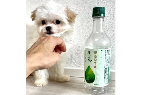 成約済の奈良県のマルプー:マルチーズ×トイプードル-314238の3枚目