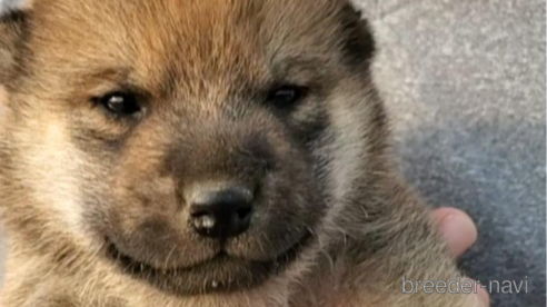 成約済の大阪府の柴犬-318225の6枚目