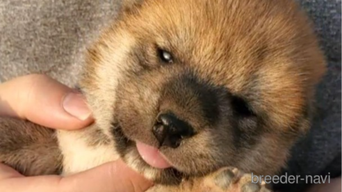 成約済の大阪府の柴犬-318226の7枚目