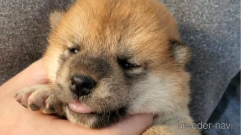 成約済の大阪府の柴犬-318227の5枚目