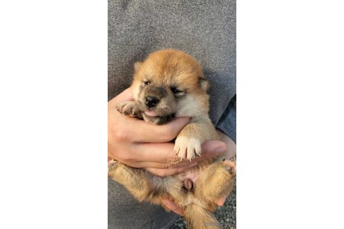 成約済の大阪府の柴犬-318227の4枚目