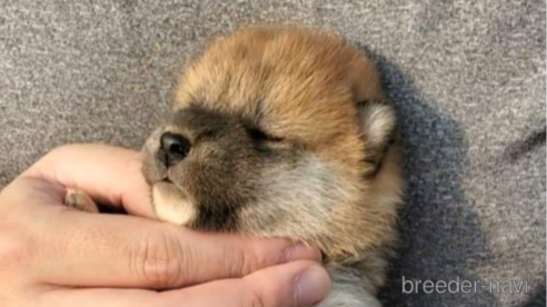 成約済の大阪府の柴犬-318228の7枚目