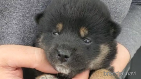 成約済の大阪府の柴犬-318230の6枚目