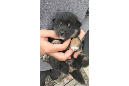 成約済の大阪府の柴犬-318230の5枚目