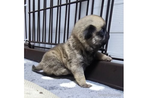 成約済の岡山県のパグ-318259の15枚目