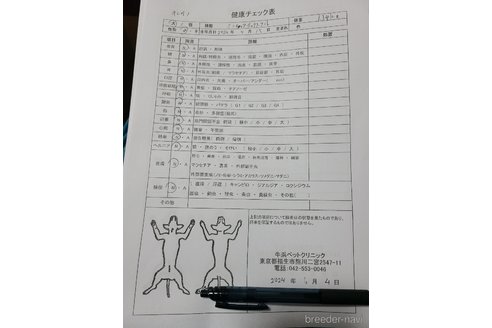 成約済の東京都のミニチュアダックスフンド(ロングヘアード)-318297の4枚目