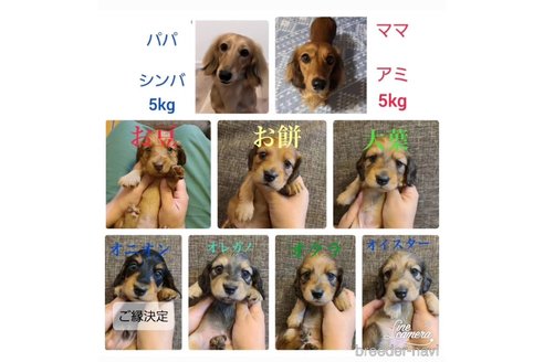 成約済の東京都のミニチュアダックスフンド(ロングヘアード)-318297の3枚目