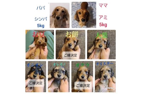 成約済の東京都のミニチュアダックスフンド(ロングヘアード)-318298の4枚目