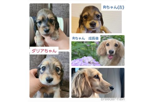 成約済の東京都のミニチュアダックスフンド(ロングヘアード)-318298の2枚目
