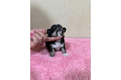 成約済の大阪府のチワワ(スムースコート)-318315の3枚目