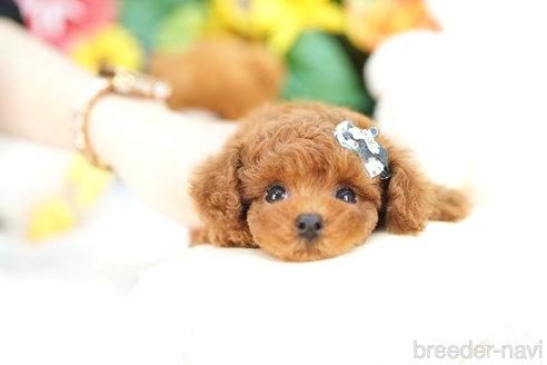 成約済の埼玉県のトイプードル-318337の3枚目