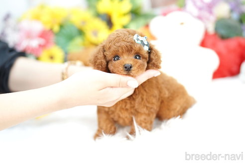 成約済の埼玉県のトイプードル-318337の2枚目