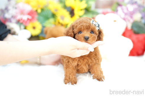 成約済の埼玉県のトイプードル-318337