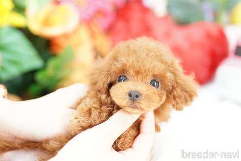 成約済の埼玉県のトイプードル-318339の3枚目