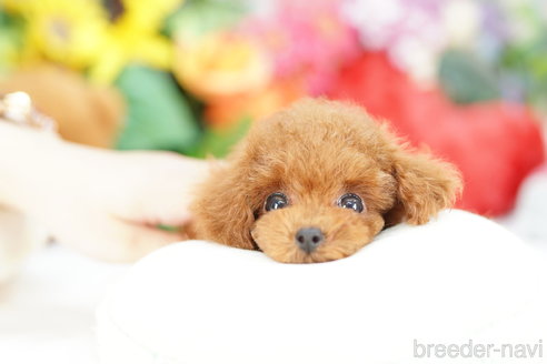 成約済の埼玉県のトイプードル-318339の2枚目