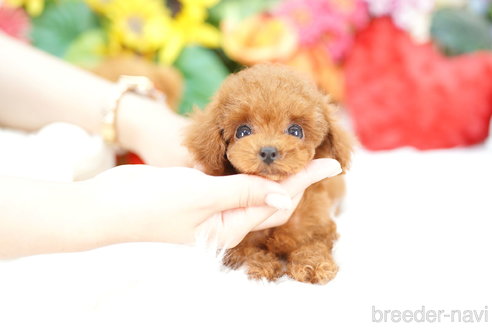 成約済の埼玉県のトイプードル-318339の1枚目