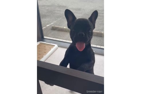 成約済の福岡県のフレンチブルドッグ-302512の3枚目