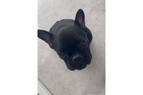 成約済の福岡県のフレンチブルドッグ-296767の2枚目