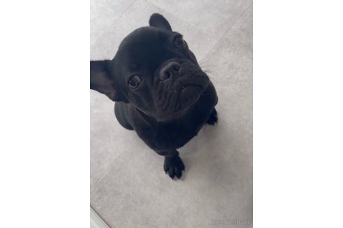 成約済の福岡県のフレンチブルドッグ-296767の3枚目