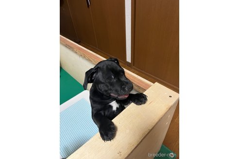 成約済の高知県のスタッフォードシャーブルテリア-318360の3枚目