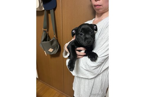 成約済の高知県のスタッフォードシャーブルテリア-318360の4枚目