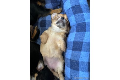 成約済の滋賀県のミックス犬-318361の4枚目