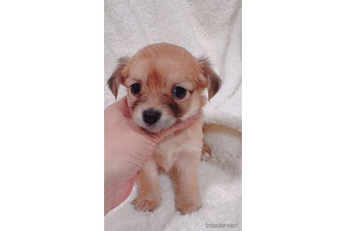 成約済の滋賀県のミックス犬-318361の5枚目