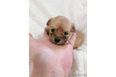 成約済の滋賀県のミックス犬-318361の6枚目
