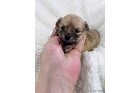 成約済の滋賀県のミックス犬-318361の7枚目