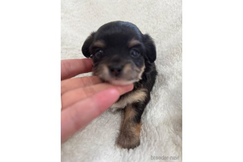 成約済の滋賀県のミックス犬-318362の8枚目