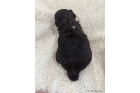 成約済の滋賀県のミックス犬-318362の9枚目