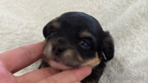 成約済の滋賀県のミックス犬-318362の5枚目