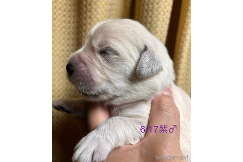 成約済の愛知県のゴールデンレトリーバー-318220の16枚目