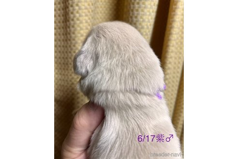 成約済の愛知県のゴールデンレトリーバー-318220の15枚目