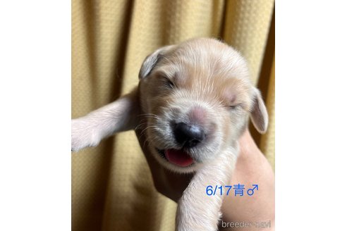 成約済の愛知県のゴールデンレトリーバー-318382の8枚目