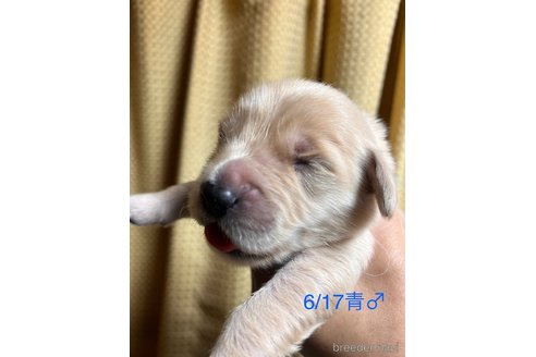 成約済の愛知県のゴールデンレトリーバー-318382の9枚目