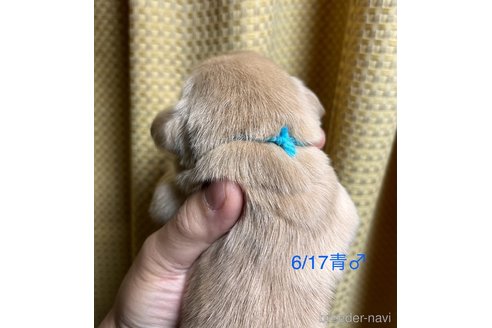 成約済の愛知県のゴールデンレトリーバー-318382の10枚目