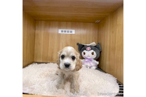 成約済の愛知県のアメリカンコッカースパニエル-318393の7枚目