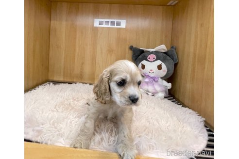 成約済の愛知県のアメリカンコッカースパニエル-318393の3枚目