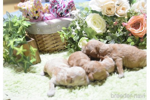 成約済の兵庫県のティーカッププードル-318293の11枚目