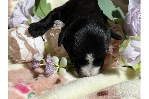 成約済の千葉県のミックス犬-318414の5枚目