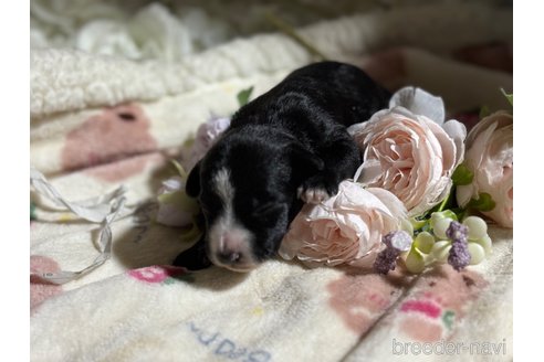 成約済の千葉県のミックス犬-318414の6枚目