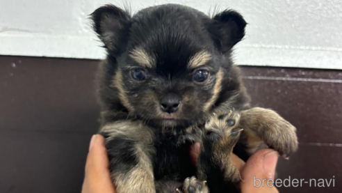 成約済の千葉県のミックス犬-317637の1枚目