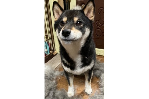 成約済の三重県の柴犬-318172の1枚目