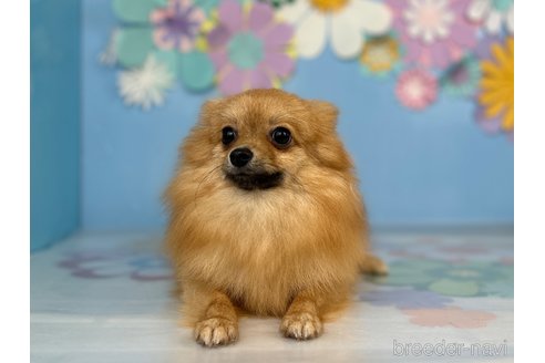 いなりちゃん1枚目