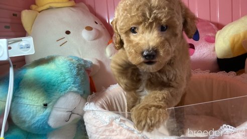 成約済の富山県のトイプードル-310419の6枚目