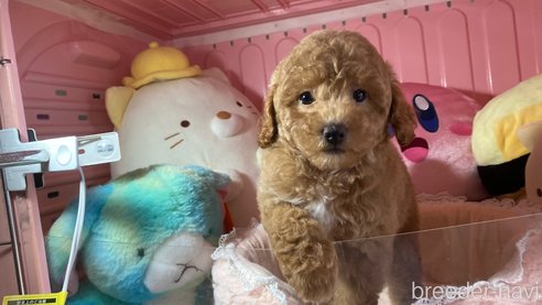成約済の富山県のトイプードル-310419の4枚目